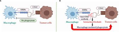 Applications of Magnetite Nanoparticles in Cancer Immunotherapies: Present Hallmarks and Future Perspectives